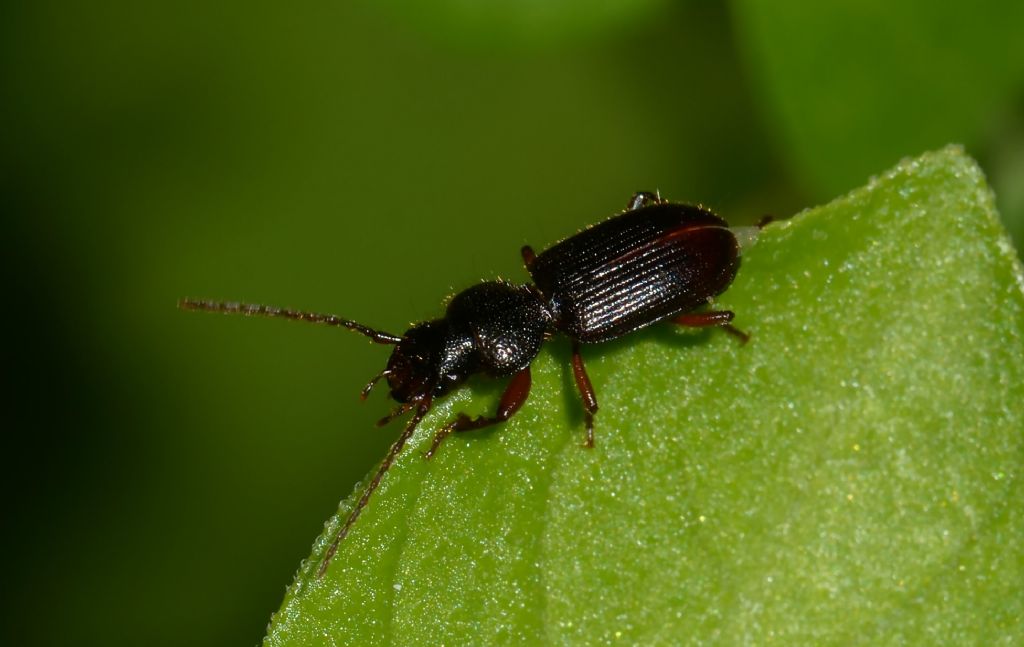 Carabidae: Tschitscherinellus?  No, Carterus sp.